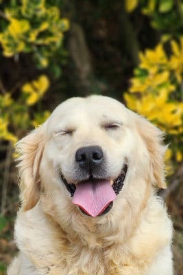 Étalon Golden Retriever - Reason for living dite keyla des Anges de la Claie