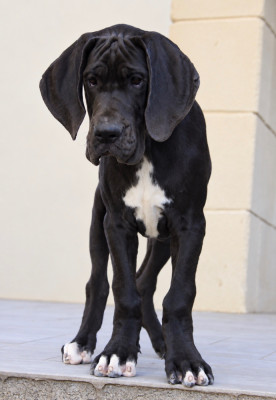 Étalon Dogue allemand - Cuore Nero Di Villa Cascio