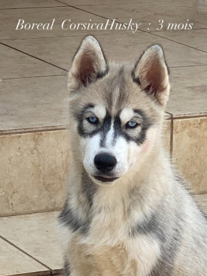 Étalon Siberian Husky - Boreal  Corsicahusky