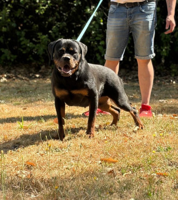 Étalon Rottweiler - Akina  Des Princes De L'albinol