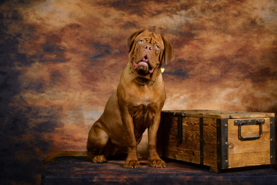 Étalon Dogue de Bordeaux - Altesse dite Al Denté De L'Univers De Kerplanque