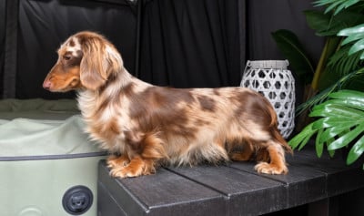 Étalon Teckel poil long - minidogland Rainbow Shine