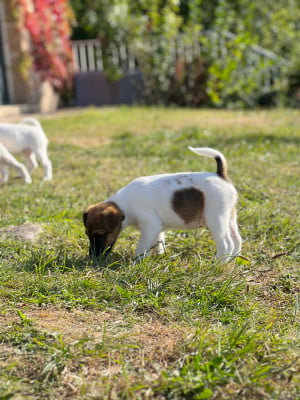Étalon Fox Terrier Poil lisse - BRAMAILLE  De Malvau
