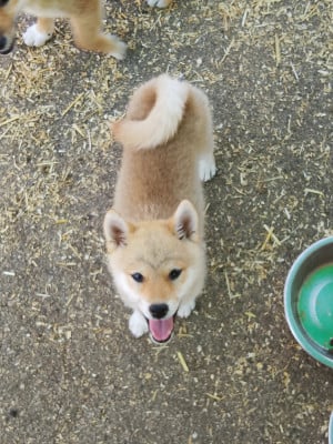 Étalon Shiba - Baya 