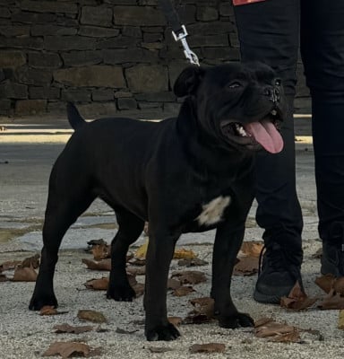 Étalon Staffordshire Bull Terrier - U'Queen Du Royaume De Vaïco