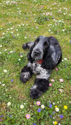 Étalon Cocker Spaniel Anglais - Urasie Des Jardins D'Elyxir