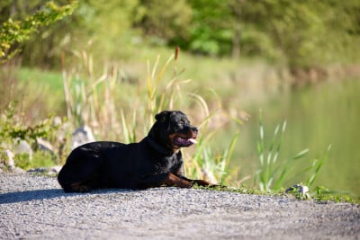 Étalon Rottweiler - Altaïr du Domaine Paradiziak 