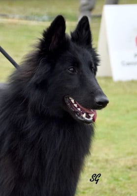 VOLF  des perles noires