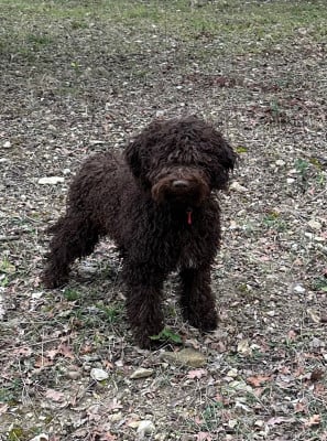 Étalon Lagotto Romagnolo - Alpha (Sans Affixe)