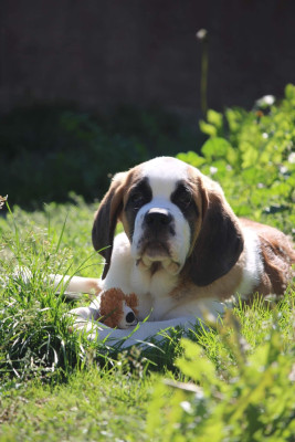 Étalon Chien du Saint-Bernard - Tzarine De la Parenthèse Enchantée