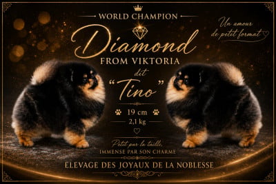 Étalon Spitz allemand - World Champion Diamond from viktoria