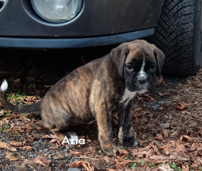 Étalon Boxer - ARLEY 