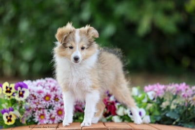 Étalon Shetland Sheepdog - "Buffy" Born to be a fox Du Royaume Des Renards
