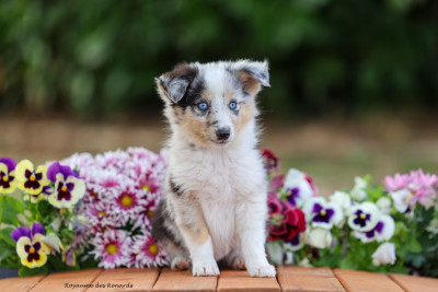Étalon Shetland Sheepdog - "Willow" Blue fox the dream witch Du Royaume Des Renards