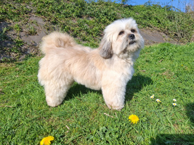 Étalon Lhassa Apso - vaillant pen'mashall Du Royaume D'ebène