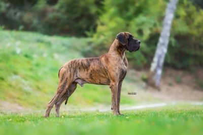 Étalon Dogue allemand - Vinicius  De Camardoun