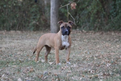 Étalon Staffordshire Bull Terrier - Bonnie Of the birmingham boys