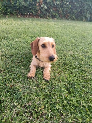 Étalon Teckel poil dur - Achille dit Alfred  Des Terriers De La Sauldraie}