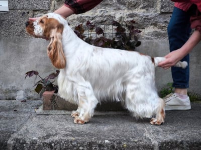 Étalon Cocker Spaniel Anglais - Una des deux Camelias