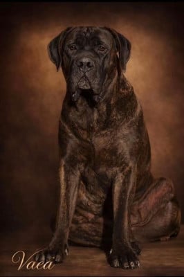 Étalon Cane Corso - Vaea Du Clan De Nemausus