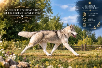 Étalon Siberian Husky - Ancestor is the blood's boy " Alaska"  Of The Huskies Paradise Pond