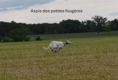 Étalon Setter Anglais - ASPI Des Petites Fougères