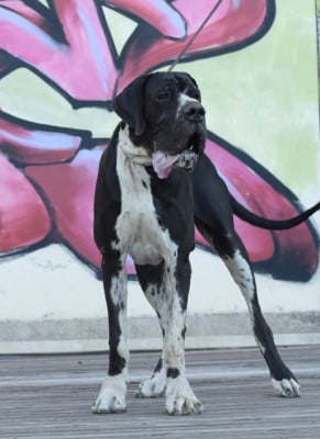 Étalon Dogue allemand - Arthur dit AZZARO de l'Outsaïna