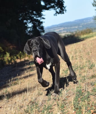 Étalon Dogue allemand - VÉNÈZIA des Cotes de la Saunade