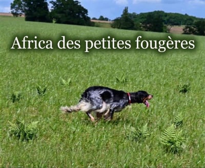 Étalon Setter Anglais - AFRICA Des Petites Fougères