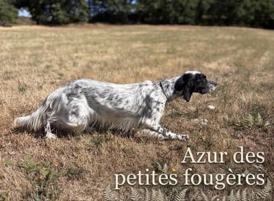 Étalon Setter Anglais - AZUR Des Petites Fougères