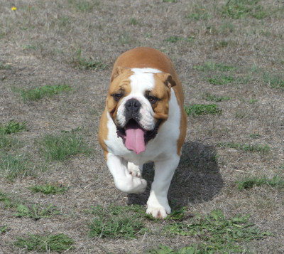 Étalon Bulldog Anglais - ARNOLD Land van mechelaar