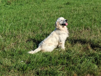 Étalon Golden Retriever - Artchy Elixir d'Aydoilles