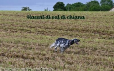 Étalon Setter Anglais - HAEART Di val di chiana