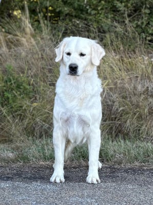 Étalon Golden Retriever - The last of us du royaume des horizons d'or