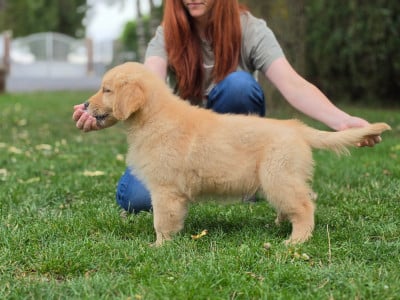 Étalon Golden Retriever - Bonaparte Napoléon des Romarins de Mayerling