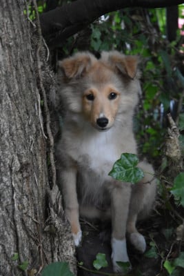 Étalon Shetland Sheepdog - Bleun Ar Per Bonny Au Sheltie Du Chistr'Per 