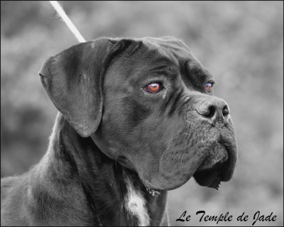 Étalon Cane Corso - Athena du temple de jade