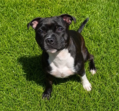 Étalon Staffordshire Bull Terrier - Athéna De L'Empire De Te Ka