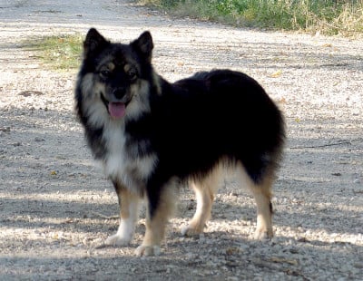 Étalon Chien finnois de Laponie - Aristochats Awenn  du Domaine du Chai de Majolan