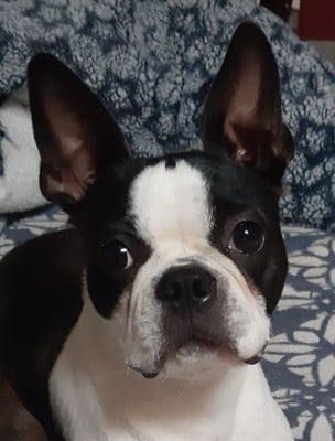 BRIGHT EYES BELLA