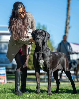 Étalon Dogue allemand - ALESHAONEE Des Terres De Romandor