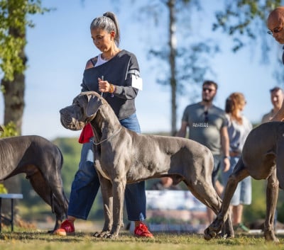 Étalon Dogue allemand - ASCOT Des Terres De Romandor