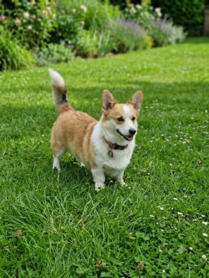 Étalon Welsh Corgi Pembroke - valentine du domaine de brunemont Du Domaine Brunemont