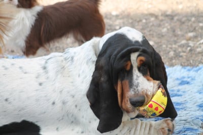 Étalon Basset Hound - VITAVIE  De L'Arche De Lolita