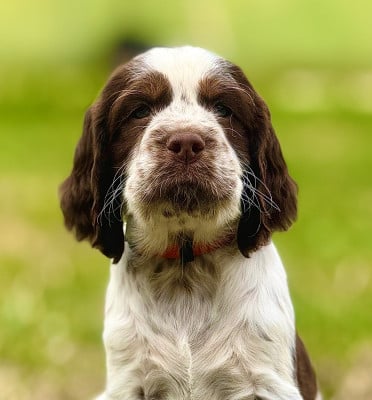 Étalon English Springer Spaniel - Brittany-Lady, Of The Bigouden s Lands 