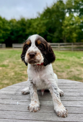 Étalon English Springer Spaniel - Breizh Coffee Of The Bigouden s Lands 
