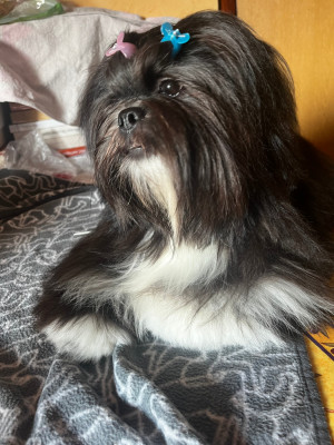 Étalon Lhassa Apso - SYRIANA azurowa amhara