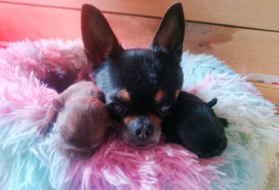 Étalon Chihuahua - Rosa Bella osborg of love