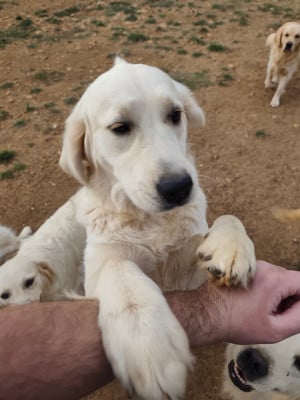 Étalon Golden Retriever - Aquarelle De La Combe Grande
