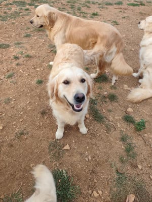 Étalon Golden Retriever - Tina (Sans Affixe)